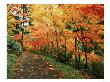 Autumn, Washington Park Arboretum, Wa by Mark Windom Limited Edition Print
