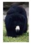 Sloth Bear, Melursus Ursinus by Mark Newman Limited Edition Pricing Art Print