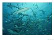 Sharks In A Feeding Frenzy by Brian J. Skerry Limited Edition Print
