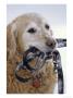 Golden Retriever With Leash In Mouth by Bob Winsett Limited Edition Pricing Art Print