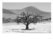 Sand Dunes Of Sossusvlei, Namib Desert, Namibia by Keith Levit Limited Edition Pricing Art Print