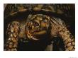 A Close View Of An Eastern Box Turtle, Terrapene Carolina by Bates Littlehales Limited Edition Print
