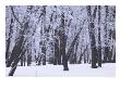 Winter In Manitoba, Prairie Scene by Keith Levit Limited Edition Print