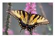 Tiger Swallowtail Butterfly Perched On A Flower by Tony Ruta Limited Edition Print