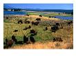 Bison (Bison Bison) Herd In Hayden Valley, Yellowstone National Park, Wyoming, Usa by Carol Polich Limited Edition Print