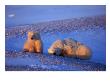 Polar Bear & Cubs, Thalarctos Maritimus by Robert Franz Limited Edition Print