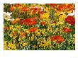 Poppies, Germany by Elfi Kluck Limited Edition Pricing Art Print