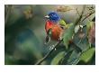 Painted Bunting (Passerina Ciris), Corkscrew Swamp Sanctuary, Florida by Roy Toft Limited Edition Print