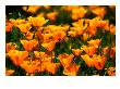 Californian Poppies, Usa by John Elk Iii Limited Edition Print