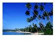 Bending Palm Trees On Unawatuna Beach, Unawatuna, Southern, Sri Lanka by Greg Elms Limited Edition Print