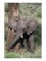 African Elephant Baby, Loxodonta Africana by Robert Franz Limited Edition Pricing Art Print