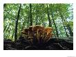 Mushrooms Growing On A Dead Beech Tree by Norbert Rosing Limited Edition Print