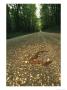 A Water Moccasin Snake Opens Its Mouth On A Road In Mississippi by Stephen Alvarez Limited Edition Print