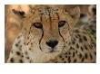 Cheetah - Nambia Africa by Keith Levit Limited Edition Print