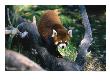 Red Panda Or Lesser Panda, Allorus Furgens by Mark Newman Limited Edition Print