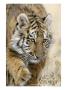 Siberian Tiger Cub, Panthera Tigris Altaica by Robert Franz Limited Edition Print