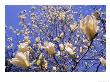Close-Up Of A Blossoming Magnolia Tree by Henryk T. Kaiser Limited Edition Print
