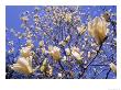 Close-Up Of A Blossoming Magnolia Tree by Henryk T. Kaiser Limited Edition Pricing Art Print