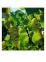Chardonnay Grapes From The Napa Valley In California, Napa Valley, California, Usa by Wes Walker Limited Edition Print