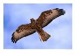 Immature Galapagos Hawk In Flight, Galapagos, Ecuador by Ralph Lee Hopkins Limited Edition Print