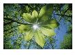 Sunlight Filters Through The Leaves Of An Umbrella Tree by Raymond Gehman Limited Edition Print