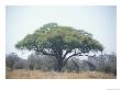 Two Giraffes Stand In The Shade Of A Large Acacia Tree by Beverly Joubert Limited Edition Print