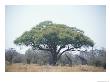 Two Giraffes Stand In The Shade Of A Large Acacia Tree by Beverly Joubert Limited Edition Pricing Art Print