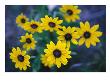 Close View Of Black-Eyed Susan Flowers by Raul Touzon Limited Edition Print