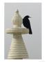 A Blackbird Perches On A Chorten, A Tibetan Stupa by David Edwards Limited Edition Pricing Art Print