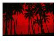 Cyclist And Palm Trees Silhouetted Against Red Sky At Sunset In Midigama, Southern, Sri Lanka by Mark Daffey Limited Edition Print