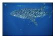 A Whale Shark In The Waters Off Western Australia by Brian J. Skerry Limited Edition Pricing Art Print