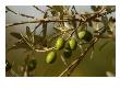 Olives, Tuscany, Italy by Keith Levit Limited Edition Print