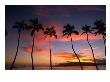 Coconut Palms And The Island Of Lanai At Sunset From The Seawall On Front Street, Lahaina, Maui by Karl Lehmann Limited Edition Print