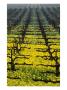 Rows Of Grape Vines In One Of Napa Valley Vineyards, Napa Valley, Usa by Oliver Strewe Limited Edition Print