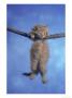 Kitten Hanging From Branch by Richard Stacks Limited Edition Print