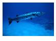 Giant Barracuda, Fl by Mike Mesgleski Limited Edition Print