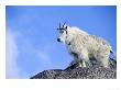 Mountain Goat, Mt. Evans, Co by Karen Schulman Limited Edition Print