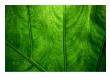 Leaf Detail, Rarotonga, Cook Islands by Gareth Mccormack Limited Edition Print