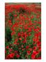 Field Of Red Poppies In Chianti Region, Tuscany, Italy by John Hay Limited Edition Print