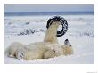 A Polar Bear Plays With An Old Tire by Norbert Rosing Limited Edition Print