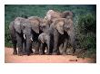 Elephant Family, Addo Elephant National Park, Eastern Cape, South Africa by Carol Polich Limited Edition Print