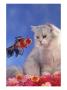 Cat Looking At Fish Through Fish Tank by Richard Stacks Limited Edition Pricing Art Print