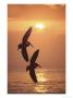 Pelicans, Darwin, Australia by Jacob Halaska Limited Edition Pricing Art Print