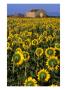 Field Of Sunflowers, Oristano, Sardinia, Italy by Dallas Stribley Limited Edition Print