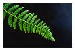 Fern Frond Of Ponga Tree Fern, New Zealand by David Wall Limited Edition Print