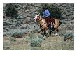 Cowboy Riding Horse In The Back Country At Reno, Reno, Nevada, Usa by Lee Foster Limited Edition Print