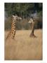 A Pair Of Masai Giraffes Stand Above The Brush by Roy Toft Limited Edition Print