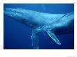 An Adult And Juvenile Humpback Whale Glide Through The Water by Wolcott Henry Limited Edition Print