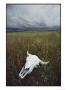 A Lone Bison Skull Nestled In The Grasses Of Custer State Park by Annie Griffiths Belt Limited Edition Print