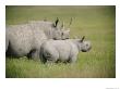 Black Rhinoceroses In The Grasslands Of Ngorongoro Crater by Beverly Joubert Limited Edition Pricing Art Print